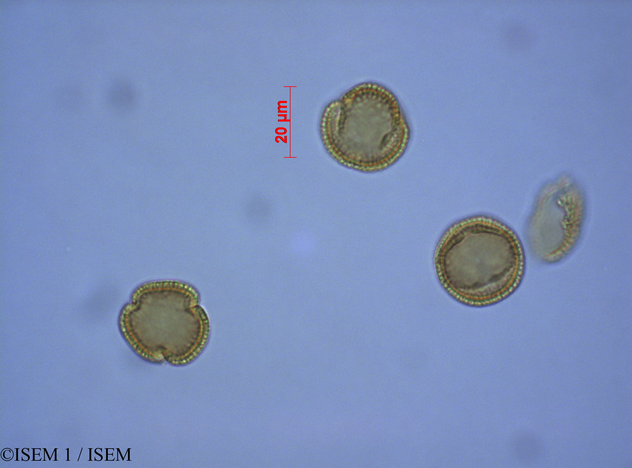 ISEM 1/Olea_europaea_27579/Olea_europaea_27579_0002(copy).jpg